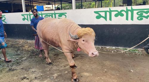 নারায়ণগঞ্জে ৫৫০ টাকা কেজি দরে বিক্রি হলো ‘ডোনাল্ড ট্রাম্প’