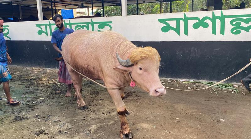 নারায়ণগঞ্জে ৫৫০ টাকা কেজি দরে বিক্রি হলো ‘ডোনাল্ড ট্রাম্প’