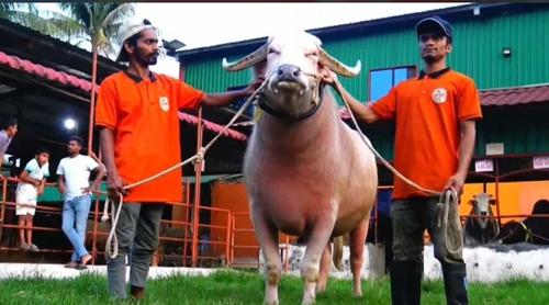 'ডোনাল্ড ট্রাম্পের' পর কোরবানীর জন্য প্রস্তুত 'নেতানিয়াহু'