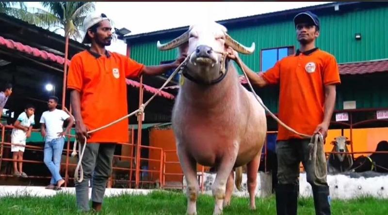 'ডোনাল্ড ট্রাম্পের' পর কোরবানীর জন্য প্রস্তুত 'নেতানিয়াহু'