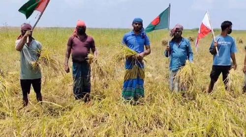 জাজিরায় ‘জয় বাংলা’ স্লোগানে কৃষকের ধান কাটলেন নিষিদ্ধ ছাত্রলীগের নেতাকর্মীরা