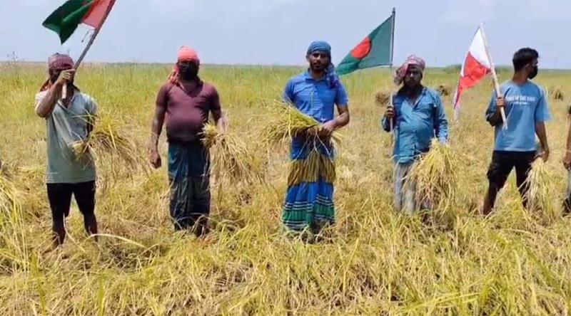 জাজিরায় ‘জয় বাংলা’ স্লোগানে কৃষকের ধান কাটলেন নিষিদ্ধ ছাত্রলীগের নেতাকর্মীরা