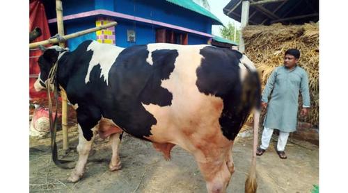 ১০ লাখে বিক্রি করতে চান ২৮ মণের বাহুবলীকে