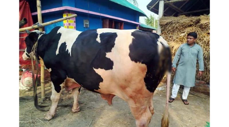 ১০ লাখে বিক্রি করতে চান ২৮ মণের বাহুবলীকে