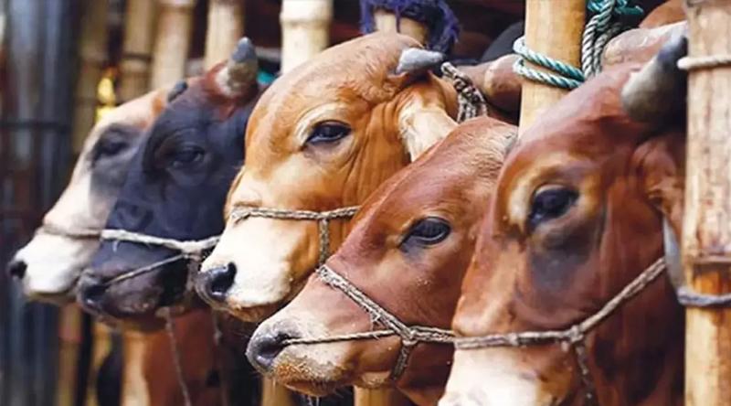 পশ্চিমবঙ্গে অনুমতি ছাড়া গরু-মহিষ জবাই করা যাবে না