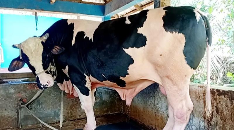 কোরবানি উপলক্ষ্যে নড়াইলে দেখা মিলল ‘বাহুবালীর’