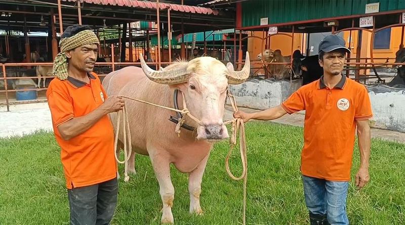 বিক্রি হলো ‘নেতানিয়াহু’, দাম সাড়ে ৬ লাখ