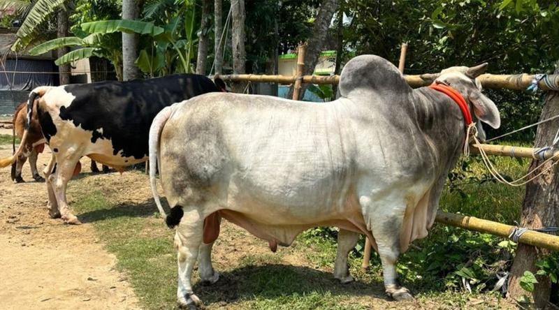 কুরবানির হাট কাঁপাবে যশোরের ‘বিসিএস ক্যাডার’