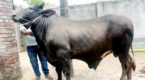 দিনাজপুরে চমক ‘সম্রাট’, দাম ১২ লাখ