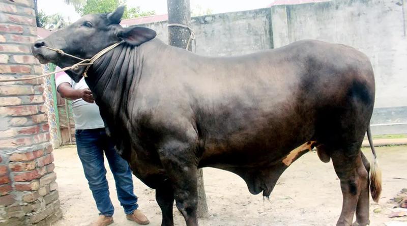 দিনাজপুরের চমক ‘সম্রাট’, দাম ১২ লাখ
