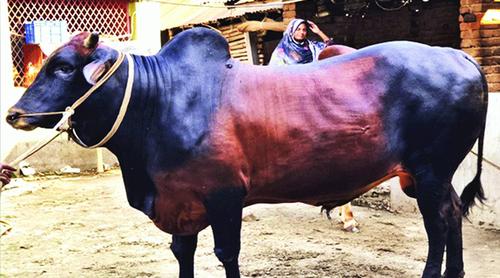 মেহেরপুরে আলোচনায় ১৪শ কেজির ‘কালু’