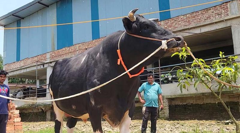 এবারের কোরবানির ঈদে ফেনীর আকর্ষণ দানবীয় গরু ‘মকা’