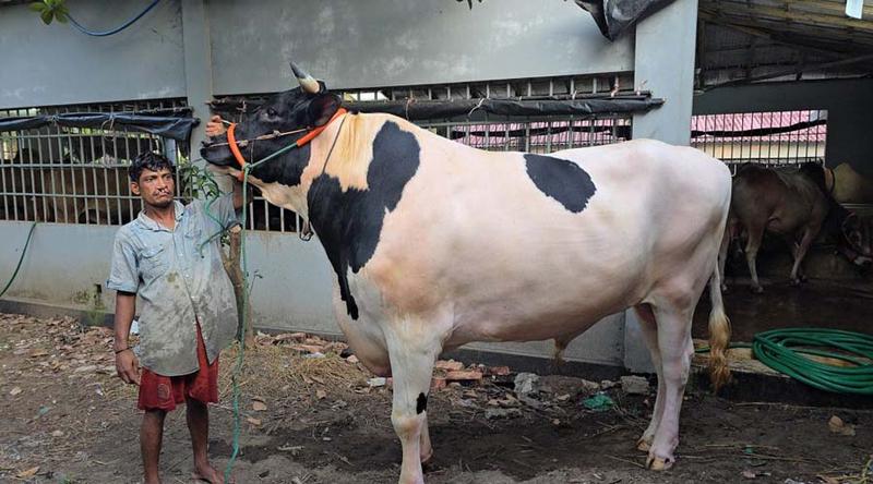 দিনে ২ হাজার টাকার খাবার খায় ‌‘সাদা বাদশা’, দাম কত?
