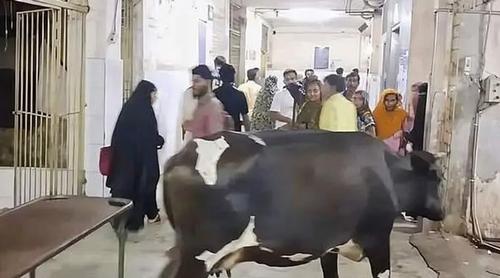 ময়মনসিংহ হাসপাতালের তৃতীয় তলায় ঘুরে বেড়াচ্ছে গাভি, ছবি ভাইরাল