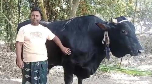 ২০ মণের ‘কালু’কে নিয়ে বিপাকে মমিন