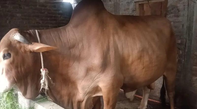 গাইবান্ধার সবচেয়ে বড় গরু ‘লাল বাবু’