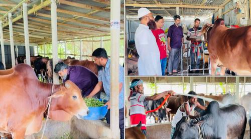 ময়মনসিংহে প্রস্তুত ২ লাখ ২৬ হাজারের বেশি কোরবানির পশু