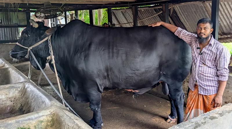 খালেদা জিয়াকে উপহার দেওয়া ‘কালো মানিক’ এবার কুরবানির হাটে
