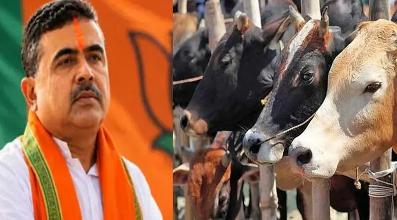 কোরবানির আগে গরু বিক্রি নিয়ে পশ্চিমবঙ্গে হাহাকার, শিগগিরই সিদ্ধান্ত নেবেন শুভেন্দু