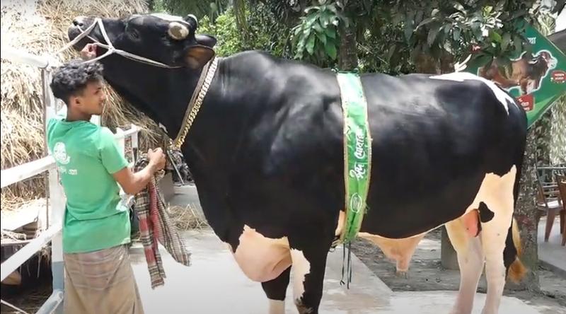 আলোচনায় ১ হাজার ১০০ কেজি ওজনের গরু ‘রিকিশি’