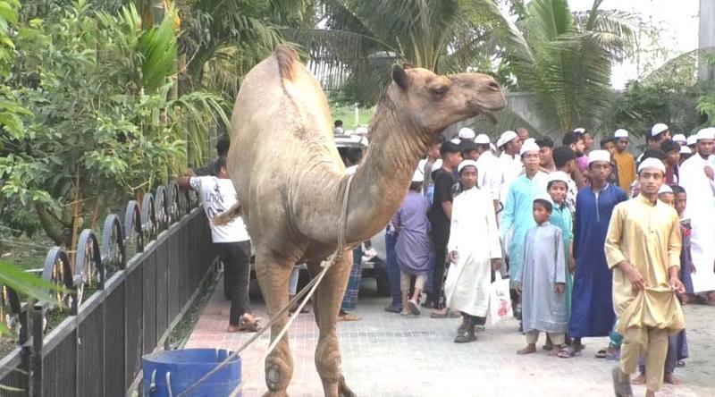 কুমিল্লার পশুর হাটে নজর কাড়ছে উট ‘সুলতান’