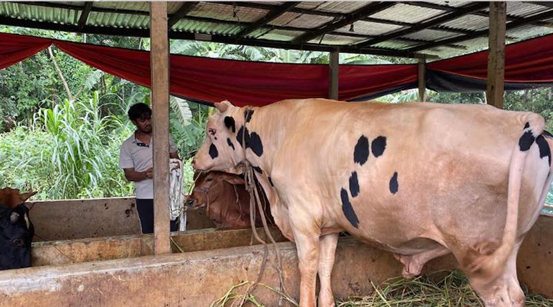 ৩০ মণের ‘নোয়াখালীর বস’ দাম ১০ লাখ টাকা