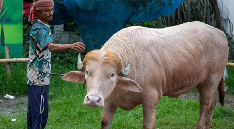 কমান্ডার ইন বিফ: ‘ট্রাম্প মহিষ’ এবার প্রভাবশালী গণমাধ্যম এএফপির প্রতিবেদনে
