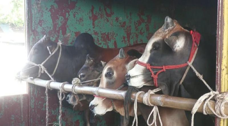 জামালপুর থেকে ৩ ক্যাটল ট্রেনে ঢাকায় যাবে ১২০০ গরু