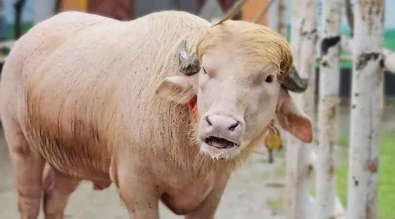কোরবানির পশুর নাম ‘ট্রাম্প’ বা ‘মোদি’ রাখা কি জায়েজ? জানুন ইসলামের স্পষ্ট বিধান