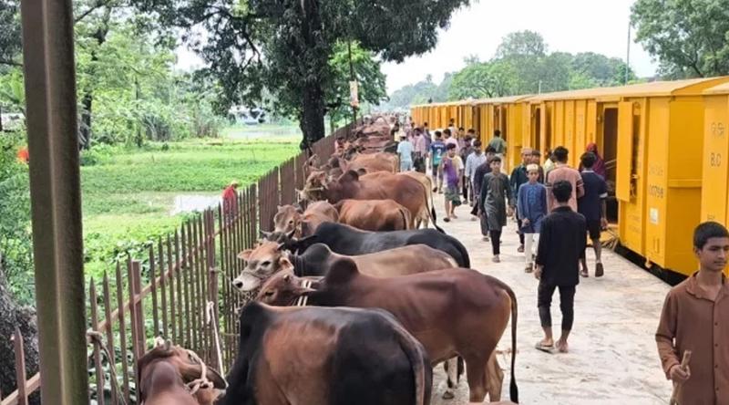 ট্রেনে চড়ে ঢাকার পথে কোরবানির গরু