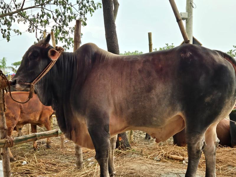 আফতাবনগরে ‘মেসি’র দাম হাঁকা হচ্ছে ১৫ লাখ টাকা
