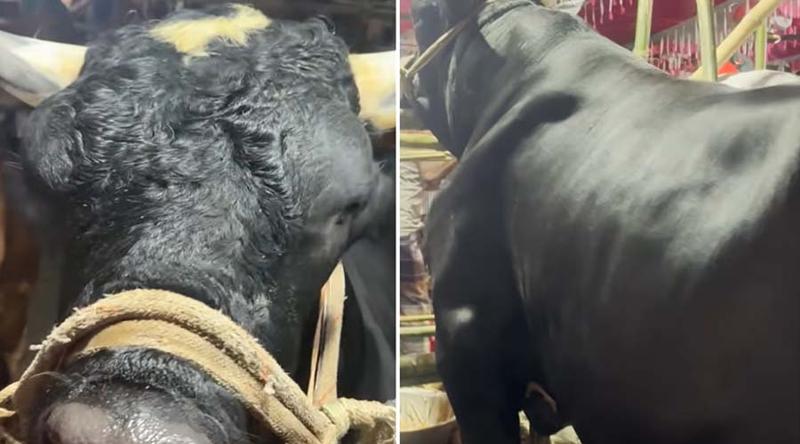 ‘বেশি চিল্লায় আর খায়, নাম তার নাসীরুদ্দিন পাটোয়ারী’