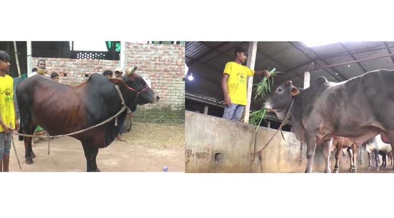 গাইবান্ধায় নজর কাড়ছে ‘লাল বাহাদুর’ ও ‘পাহাড়ি পালোয়ান’
