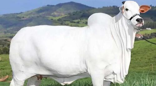 বিশ্বের সবচেয়ে দামি গরু ‘ভিয়াতিনা-১৯’, বিক্রি হলো কত দামে ?