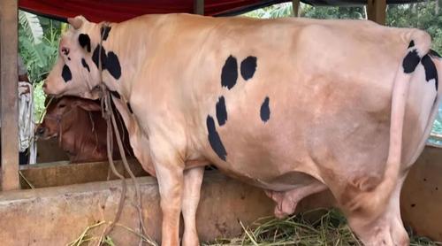 এবার আকর্ষণের কেন্দ্রবিন্দুতে ‘নোয়াখালীর বস’