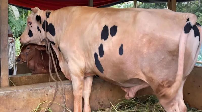 এবার আকর্ষণের কেন্দ্রবিন্দুতে ‘নোয়াখালীর বস’
