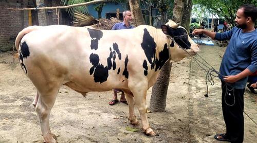 বগুড়ার হাটে সাড়া ফেলেছে ‘মিস্টার বিন’