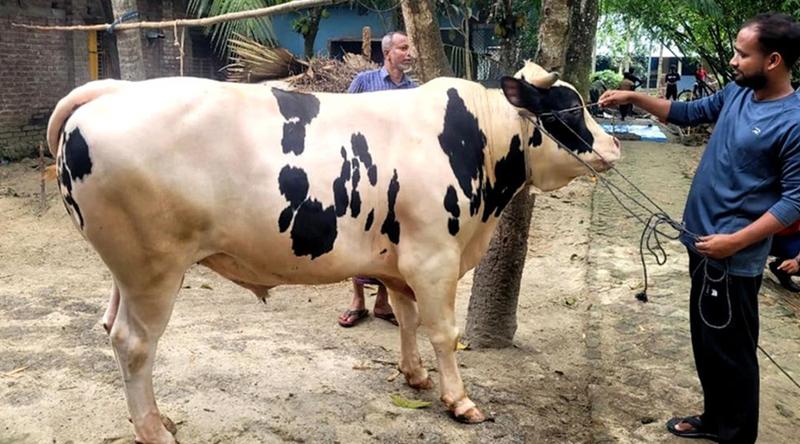 বগুড়ার হাটে সাড়া ফেলেছে ‘মিস্টার বিন’