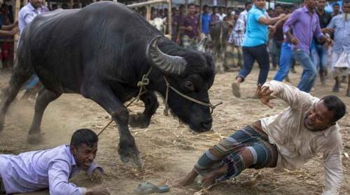 কোরবানির হাটে হঠাৎ মহিষের তাণ্ডব, নিহত ২