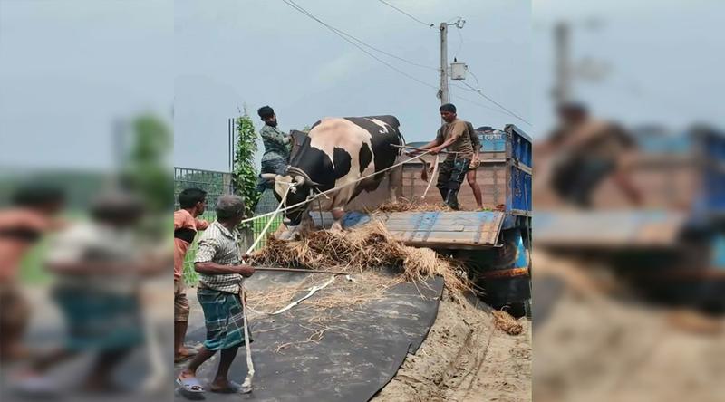টাঙ্গাইলের ৫৬ মণের ‘মানিক’ এখন কুষ্টিয়ায়, খাওয়ানো হবে এতিমদের