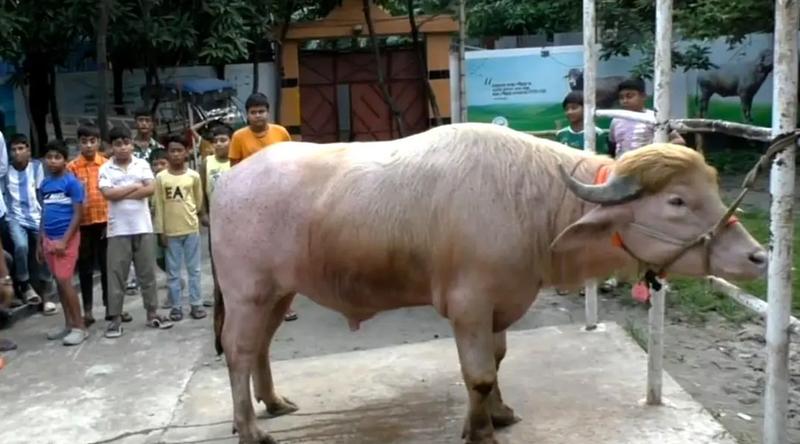 চিড়িয়াখানায় যাচ্ছে ‘ডোনাল্ড ট্রাম্প’ মহিষ