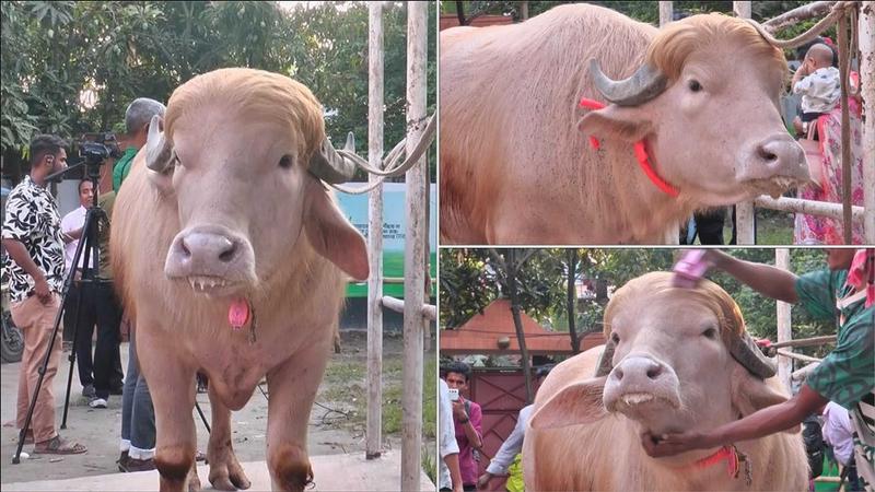 প্রাণে বাঁচল সেই মহিষ ‌‘ডোনাল্ড ট্রাম্প’, কি বলছে বিশ্ব গণমাধ্যম?