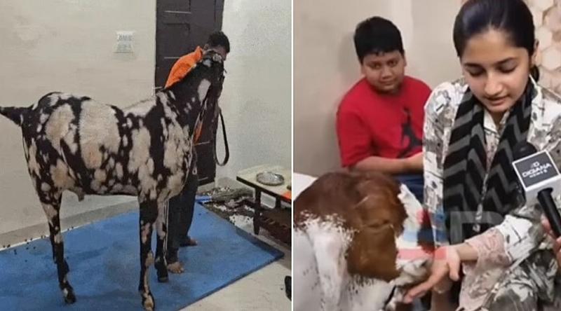 বাংলাদেশের মতো ভারতেও মিলল ‘ভিআইপি’ ছাগল, দাম ৮ লাখ