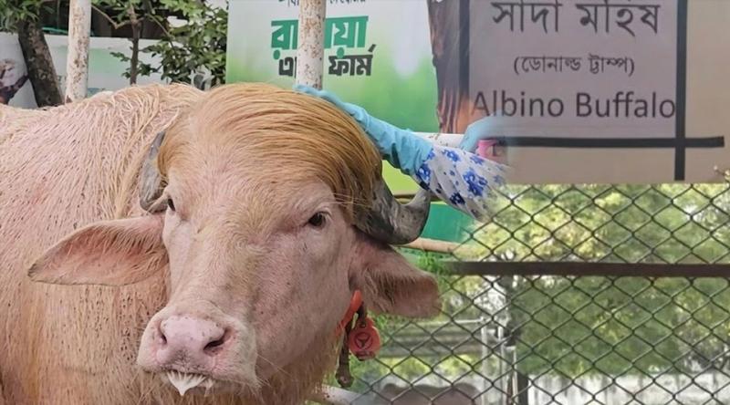 অফিসিয়ালি ‘ডোনাল্ড ট্রাম্প’ নাম পেলো ভাইরাল সেই মহিষটি