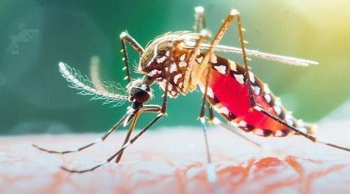 ২৪ ঘণ্টায় ডেঙ্গুতে ৪ জনের মৃত্যু, হাসপাতালে ভর্তি ১৯৭২