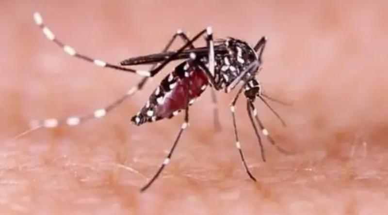 ২৪ ঘণ্টায় ডেঙ্গুতে আরও ৬ জনের মৃত্যু, হাসপাতালে ভর্তি ১৬০৮