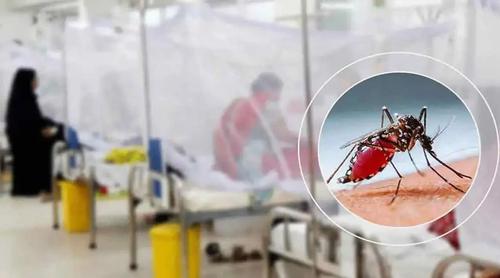 ডেঙ্গুতে আরও ৮ জনের মৃত্যু, হাসপাতালে ভর্তি ১৮৬০