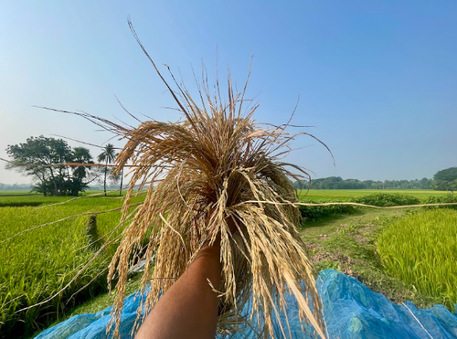 সকালের আলোয় কাঁচাপাকা ধান