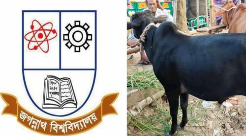 জবিতে শনিবারেও গরুভোজ, থাকছে কাওয়ালি সন্ধ্যা