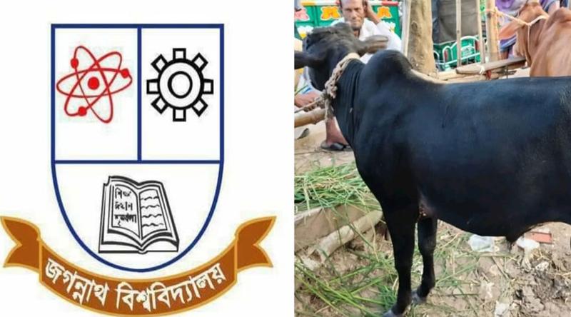 জবিতে শনিবারেও গরুভোজ, থাকছে কাওয়ালি সন্ধ্যা